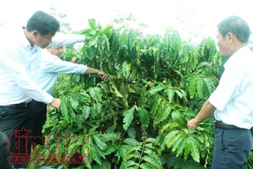 Hơn 10.000 ha cà phê Tây Nguyên được tái canh từ nguồn vốn Agribank ảnh 1
